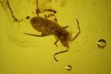 Detailed Fossil Ant and Large Springtail in Baltic Amber #159769-1